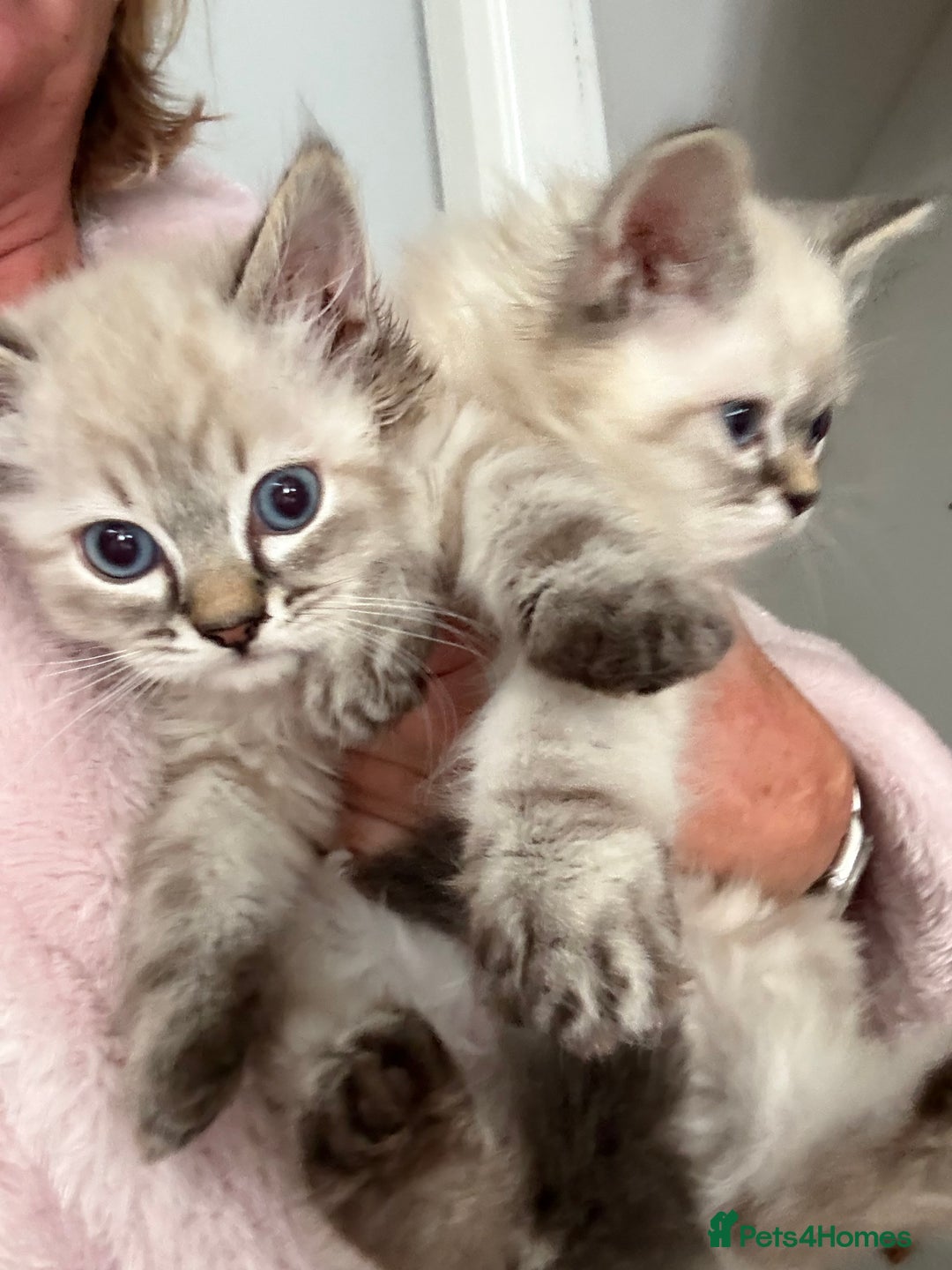 Ragdoll cats for sale: Ragdoll blue lynx ready now  - Image 15