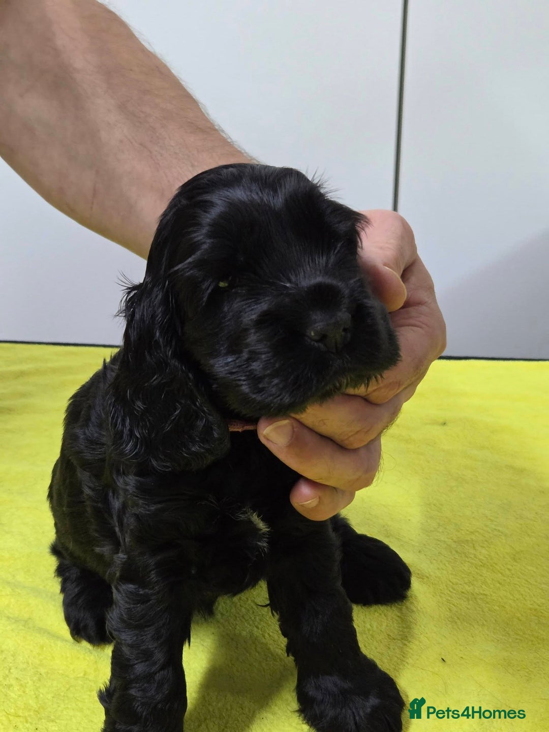Cocker Spaniel dogs for sale: English Show Cocker Spaniel puppies from home - Advert 12