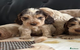 Cocker Spaniel dogs for sale: Outstanding of top quality show type puppies 🌈🐶 - Advert 12