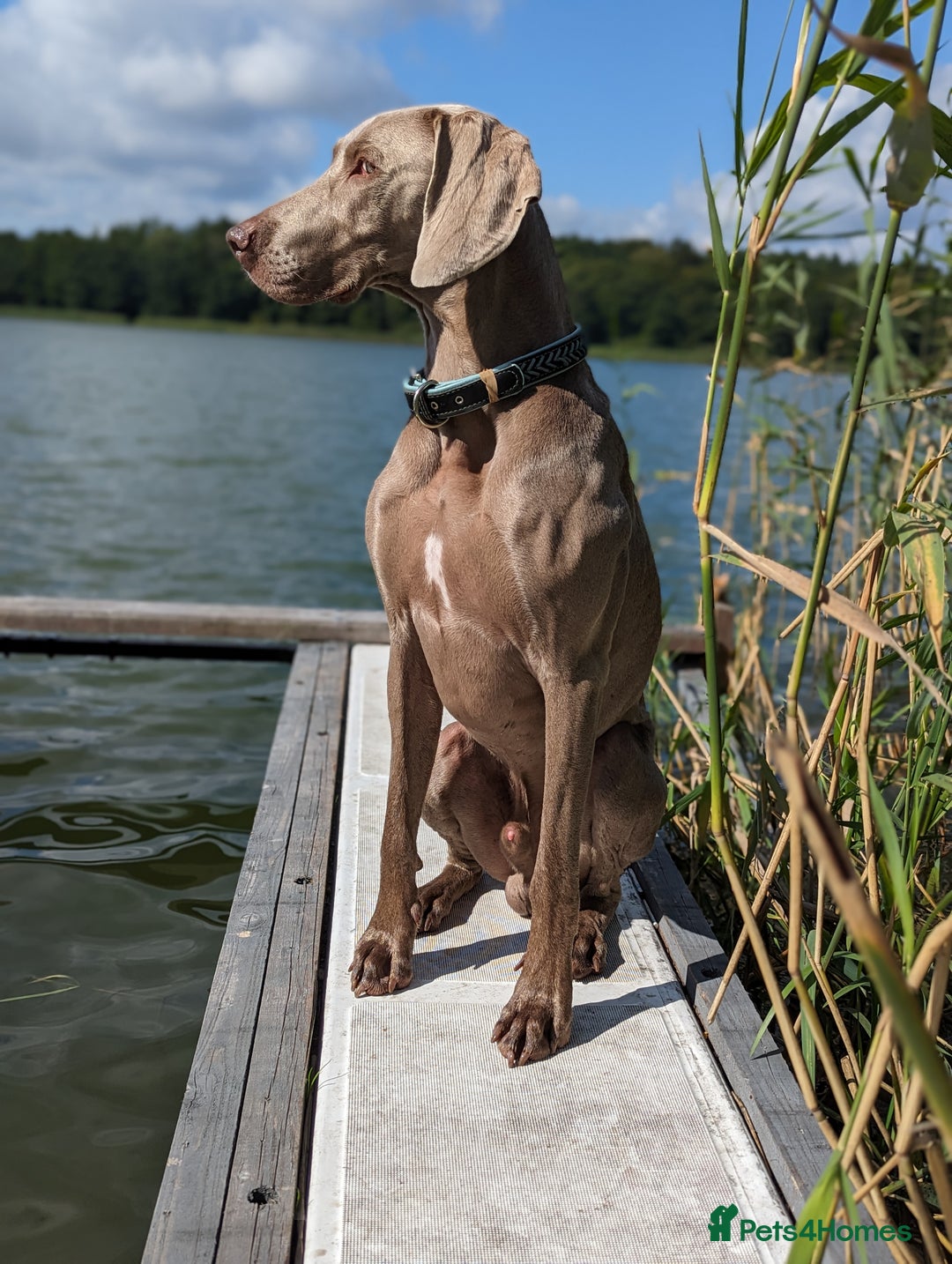 Weimaraner dogs for stud: Dog For Breeding  - Advert 12