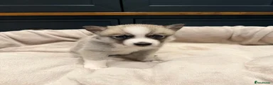Pomsky 3