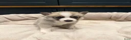 Pomsky dogs for sale: F2 Pomsky puppies in Brampton - Advert 4