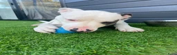 Mixed Breed dogs for sale: 8 month American bulldog x staffy  - Advert 2
