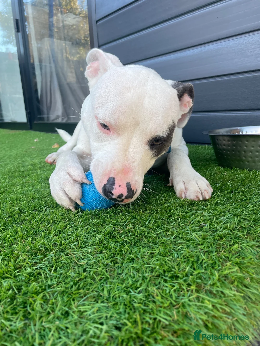 Mixed Breed dogs for sale: 8 month American bulldog x staffy  - Advert 2