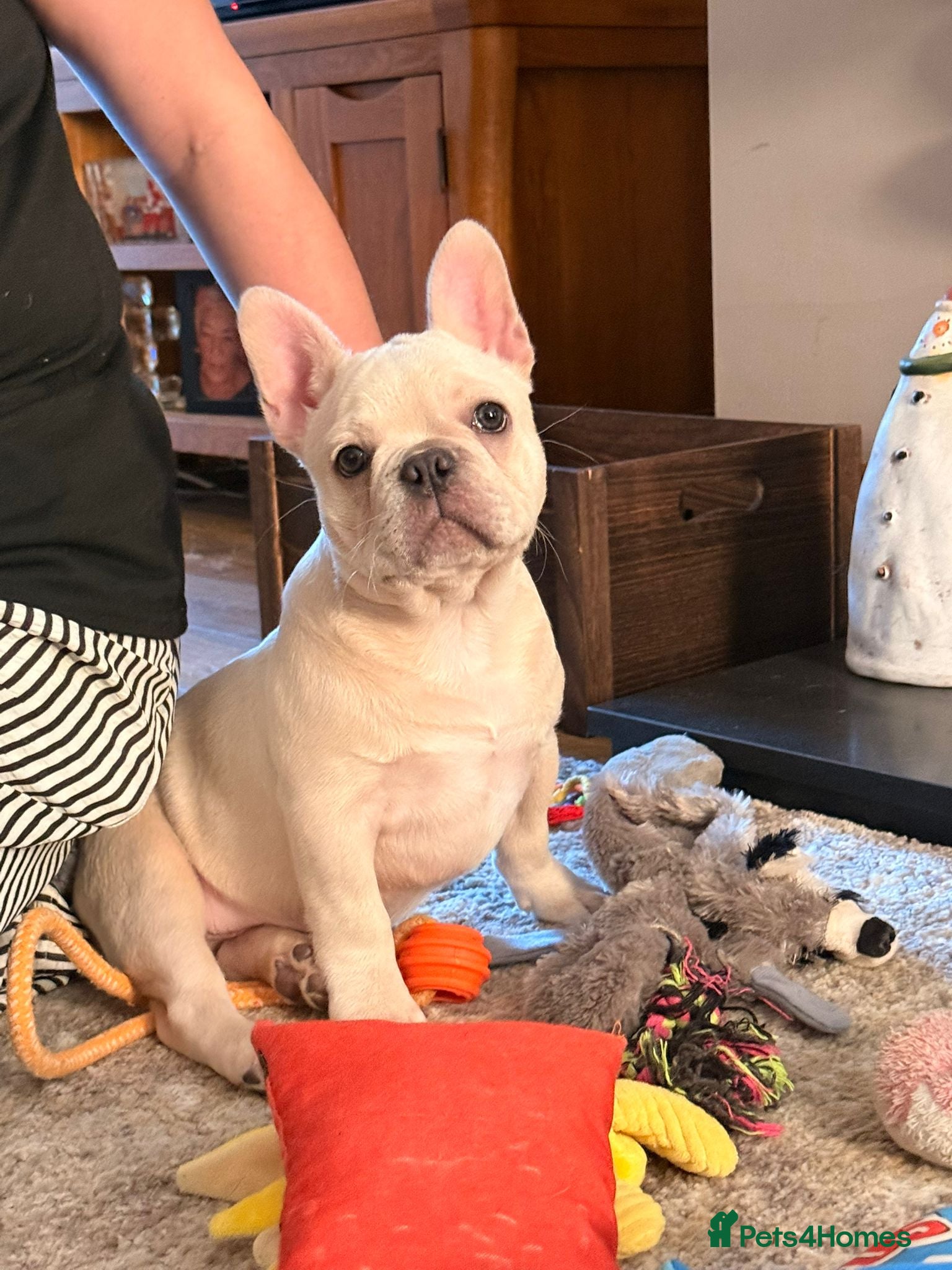 French Bulldog dogs 13 week old KC registered French bulldog - Advert 1