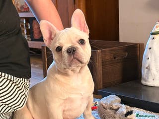 French Bulldog dogs 13 week old KC registered French bulldog - Advert 10
