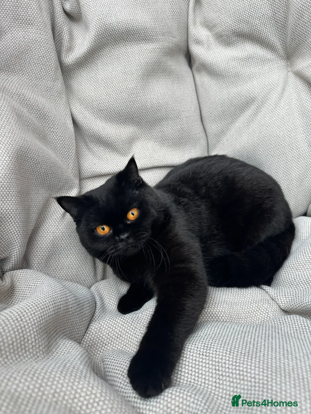 British Shorthair cats for sale: British Shorthair Chunky kittens - Advert 5