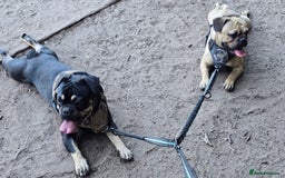 Frug dogs for sale: ✨ Rehoming 2 Lovely Dogs, You Can Adopt 1 or both - Advert 1