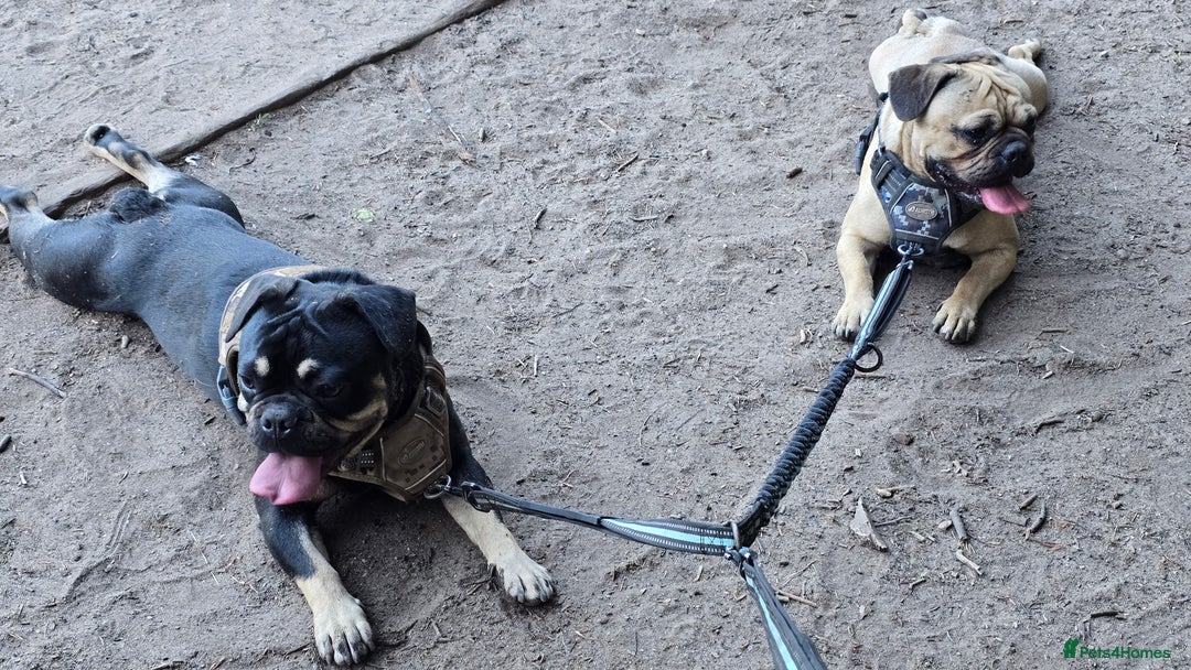 Frug dogs for sale: ✨ Rehoming 2 Lovely Dogs, You Can Adopt 1 or both - Advert 1