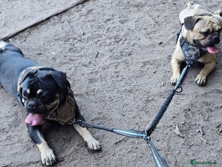 Frug dogs for sale: ✨ Rehoming 2 Lovely Dogs, You Can Adopt 1 or both - Advert 1