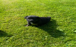 Borador dogs for sale: Lab x collie puppies  - Image 10