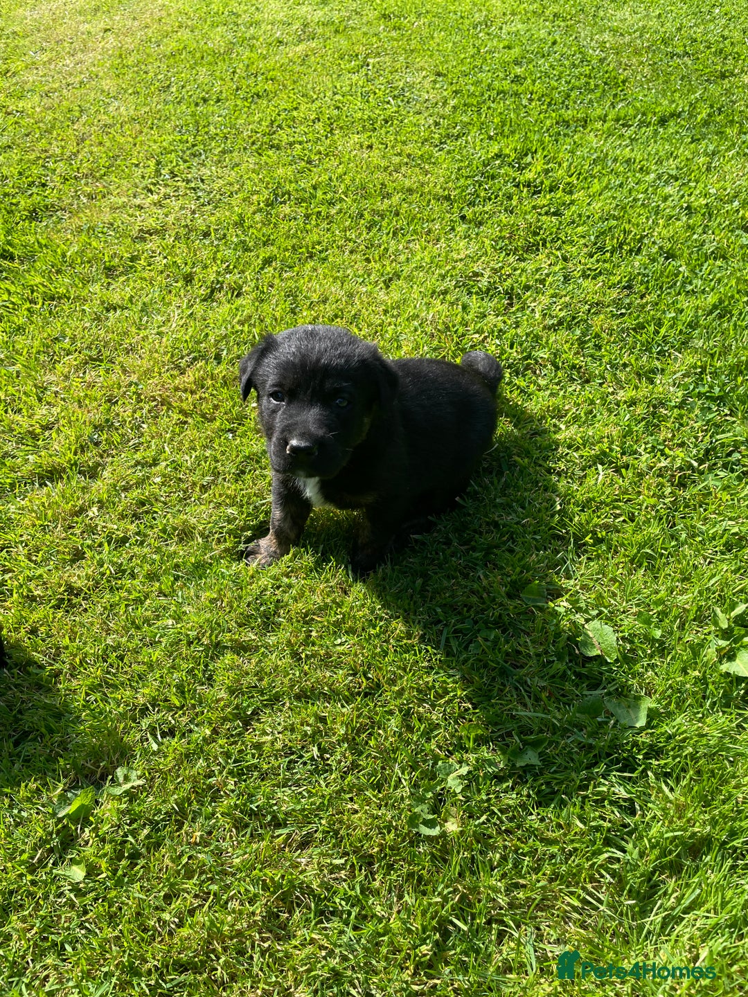 Borador dogs for sale: Lab x collie puppies  - Image 10