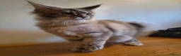 Maine Coon cats for sale: 😻 Blue Tabby Maine Coon XXL Russian Line Female  - Advert 17