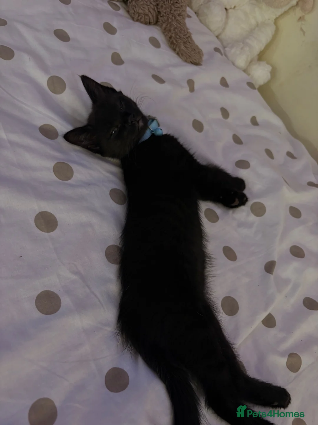 Mixed Breed cats for sale: Two beautiful kittens  - Advert 4