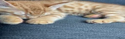 American Shorthair cats for sale: Ginger & tabby male for sale please read descripti - Advert 9