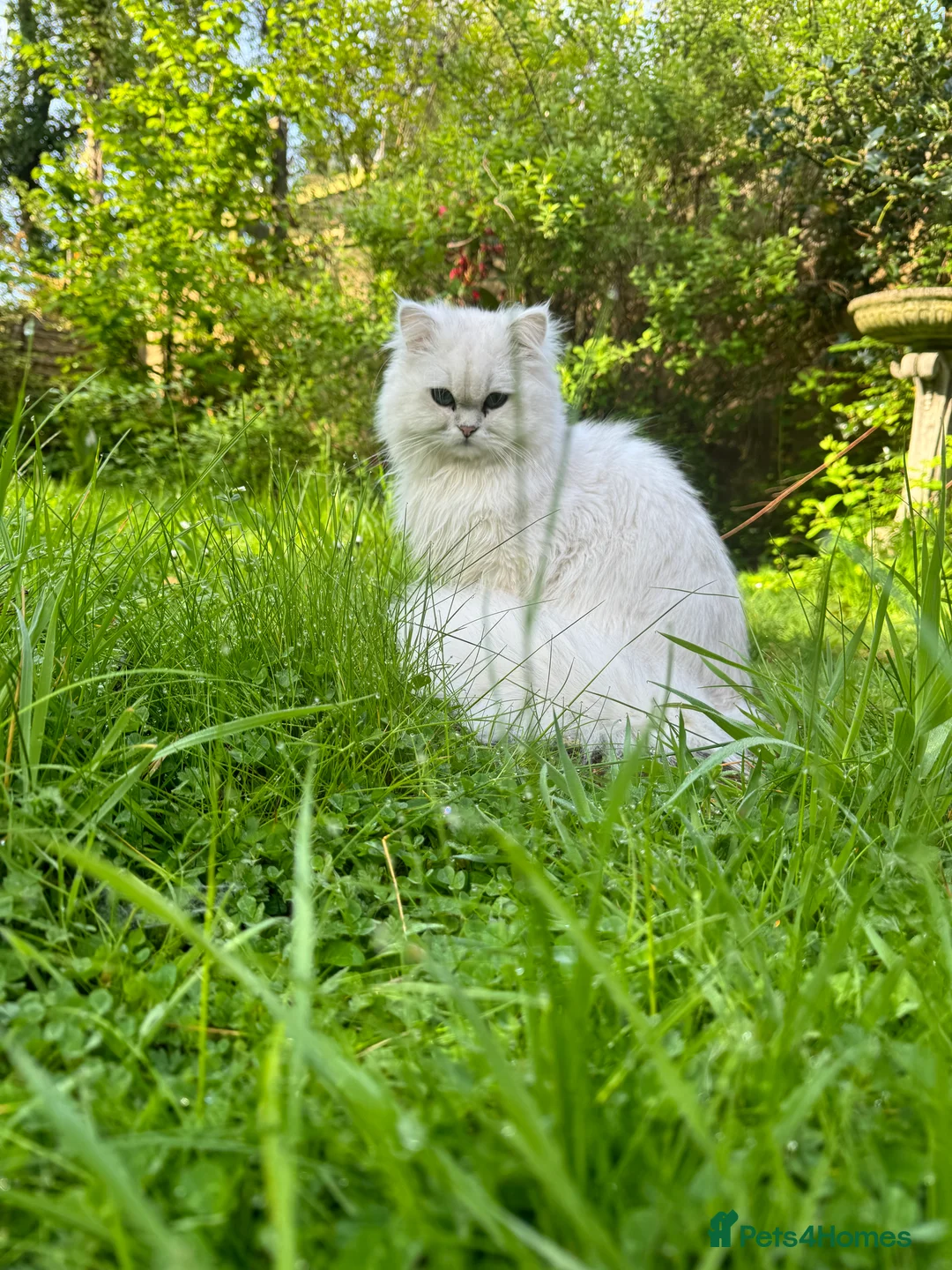 Persian cats for sale: Persian Chinchilla male, white with silver tips - Advert 6