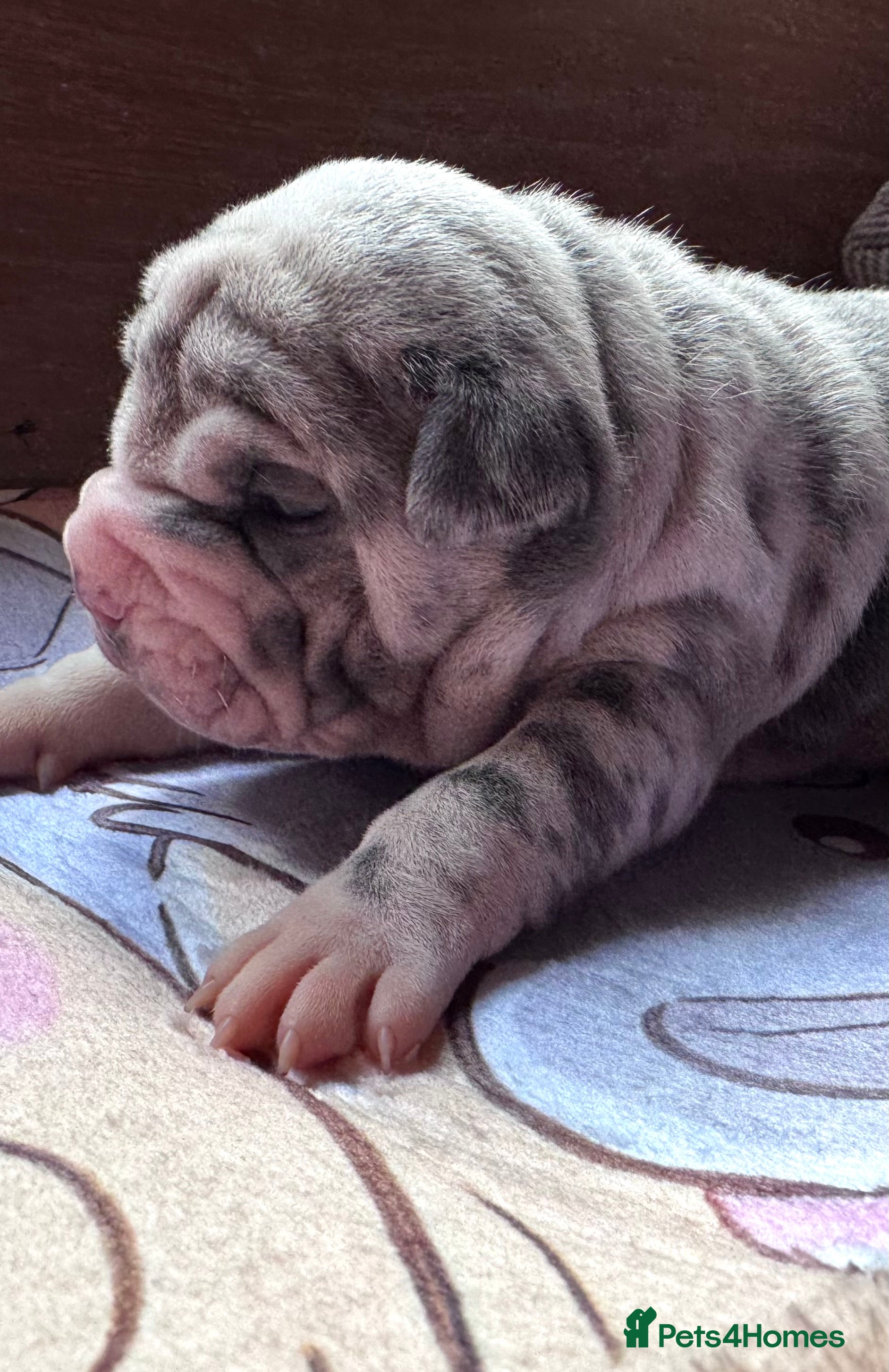 Shar Pei dogs Stunning Bullpei Puppies (Sharpei/English Bulldog) - Advert 3