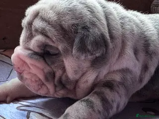 Shar Pei dogs Stunning Bullpei Puppies (Sharpei/English Bulldog) - Advert 3