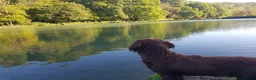 Cocker Spaniel dogs for stud: KC working cocker spaniel (arlo) - Advert 5