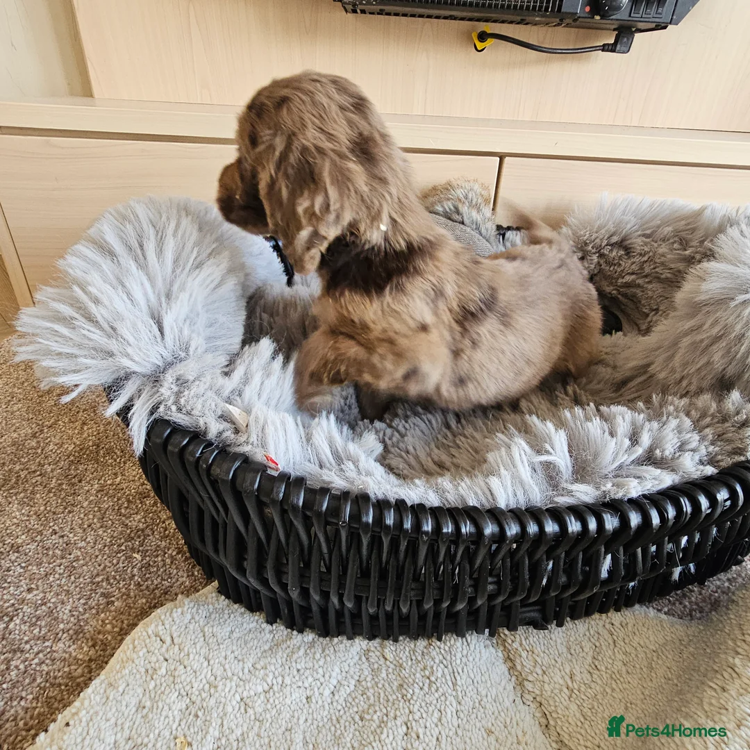 Cocker Spaniel dogs for sale: Working Type Cocker Spaniels - Advert 7