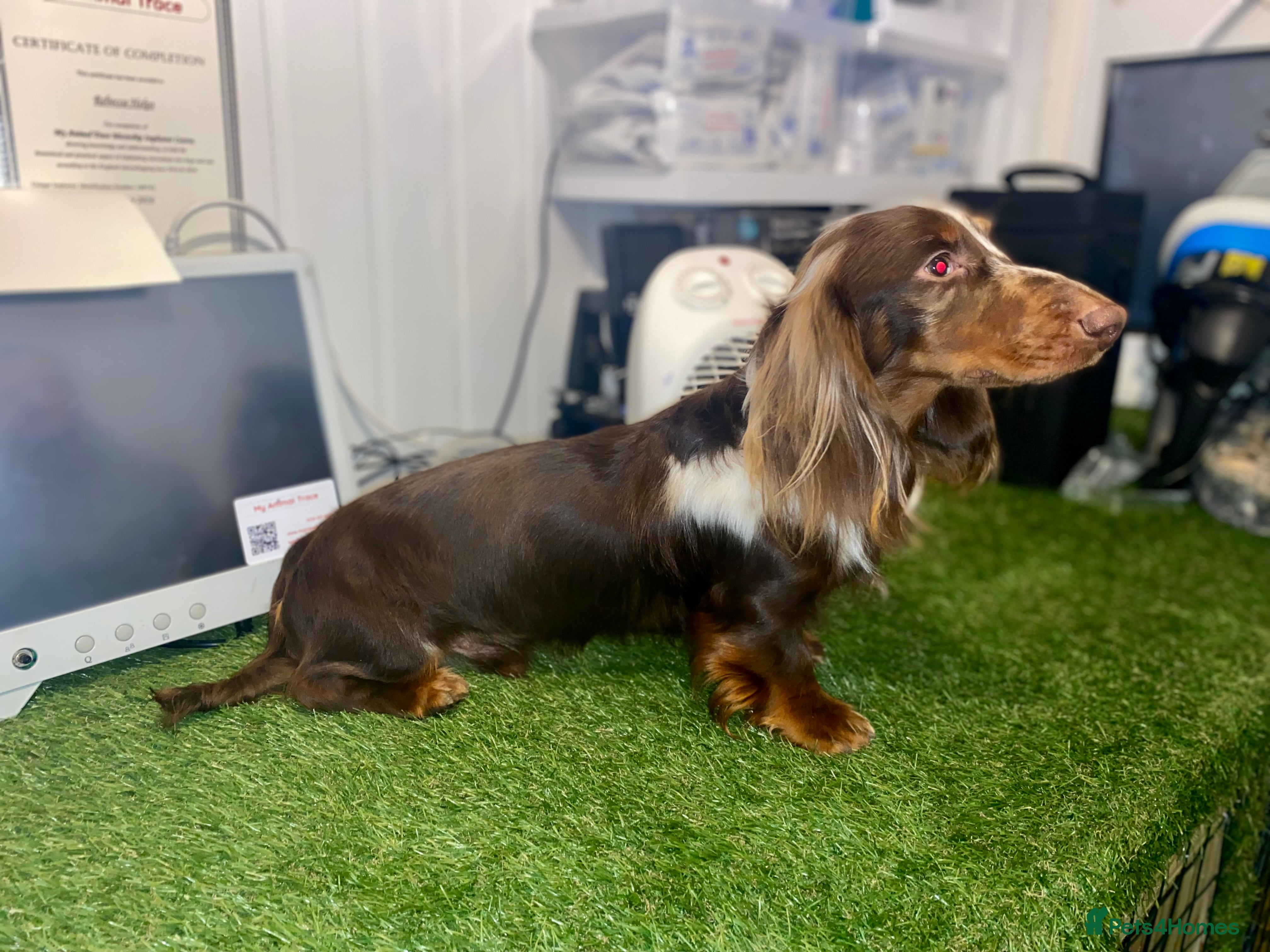 Miniature Dachshund dogs Kc Long Hair for stud - Advert 1