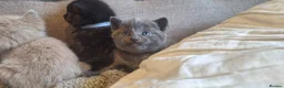 British Shorthair cats for sale: Beautiful BSH Cross Kittens  - Advert 13