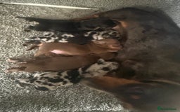 Miniature Dachshund dogs for sale: Miniture dachshund puppy’s  - Image 2