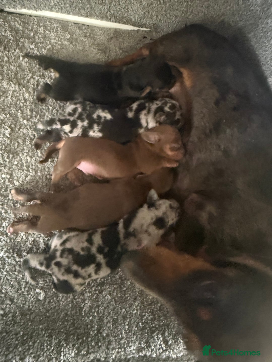 Miniature Dachshund dogs for sale: Miniture dachshund puppy’s  - Image 2