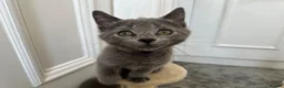 Russian Blue cats for sale: Russian Blue Kittens - Advert 14