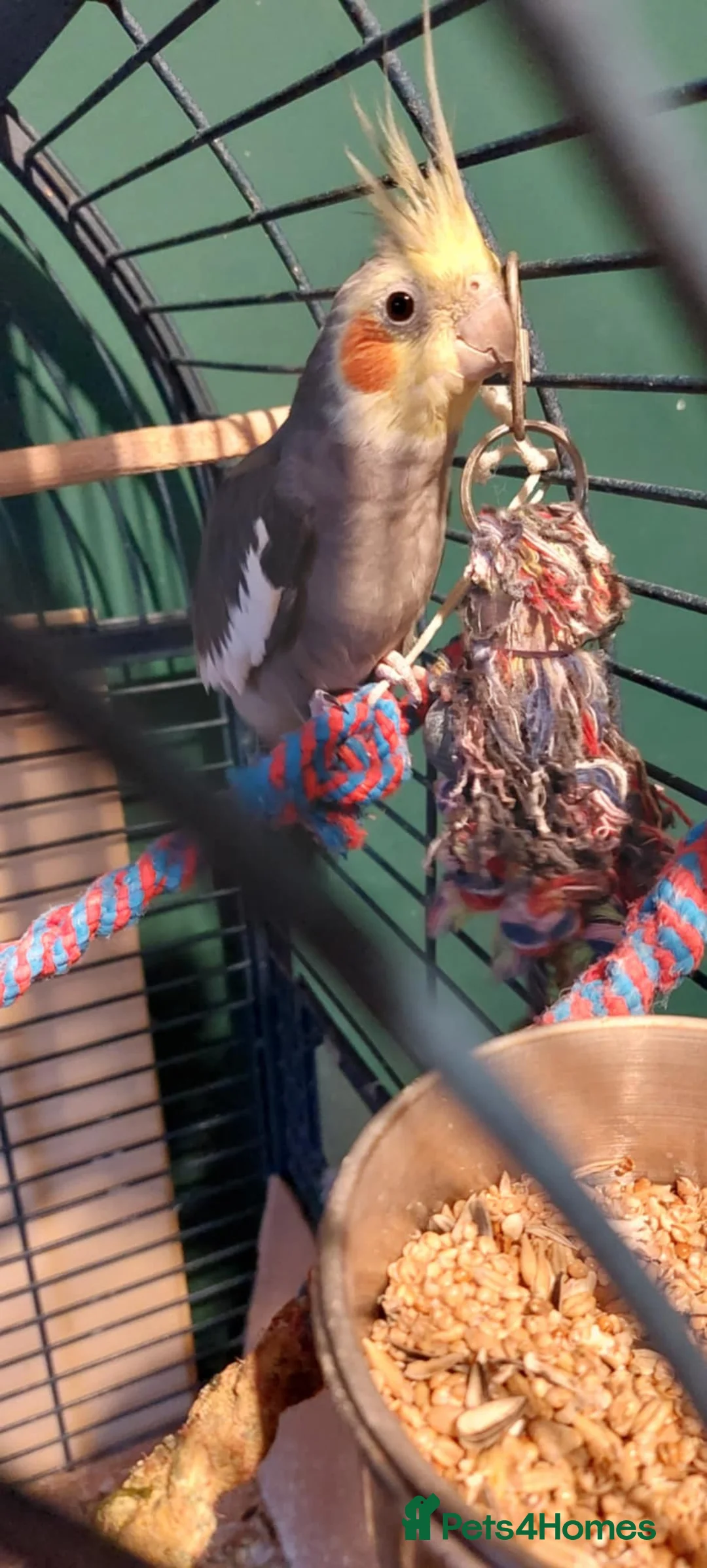 Cockatiels birds for sale: Lovely male cockatiel parrot - Advert 5