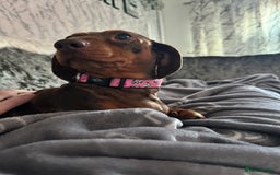 Miniature Dachshund dogs for sale: Female Chocolate tan dapple  - Image 1