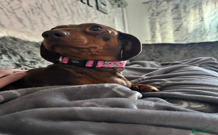Miniature Dachshund dogs - Advert 4
