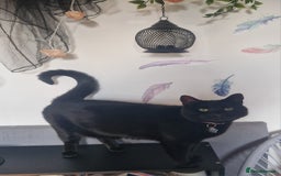 Mixed Breed cats for sale: Cats in need of rehoming - Image 5