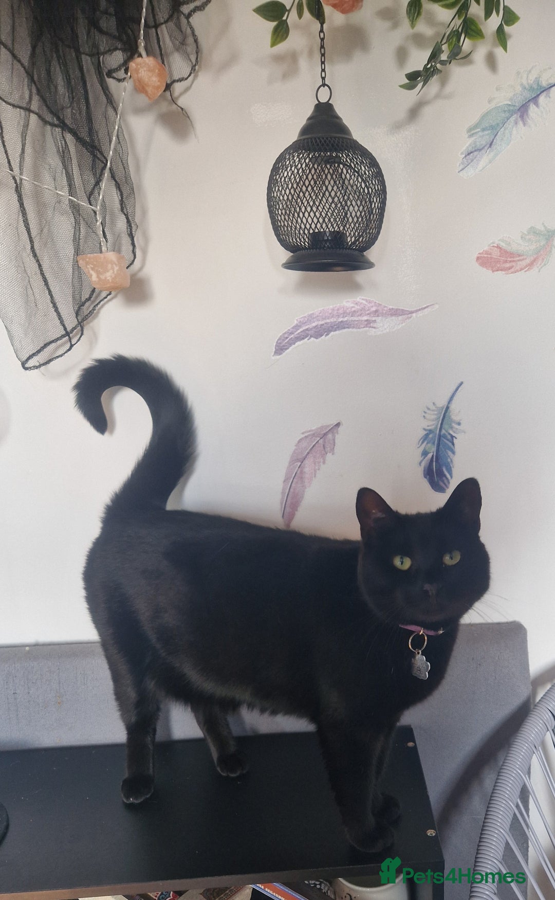 Mixed Breed cats for sale: Cats in need of rehoming - Image 5