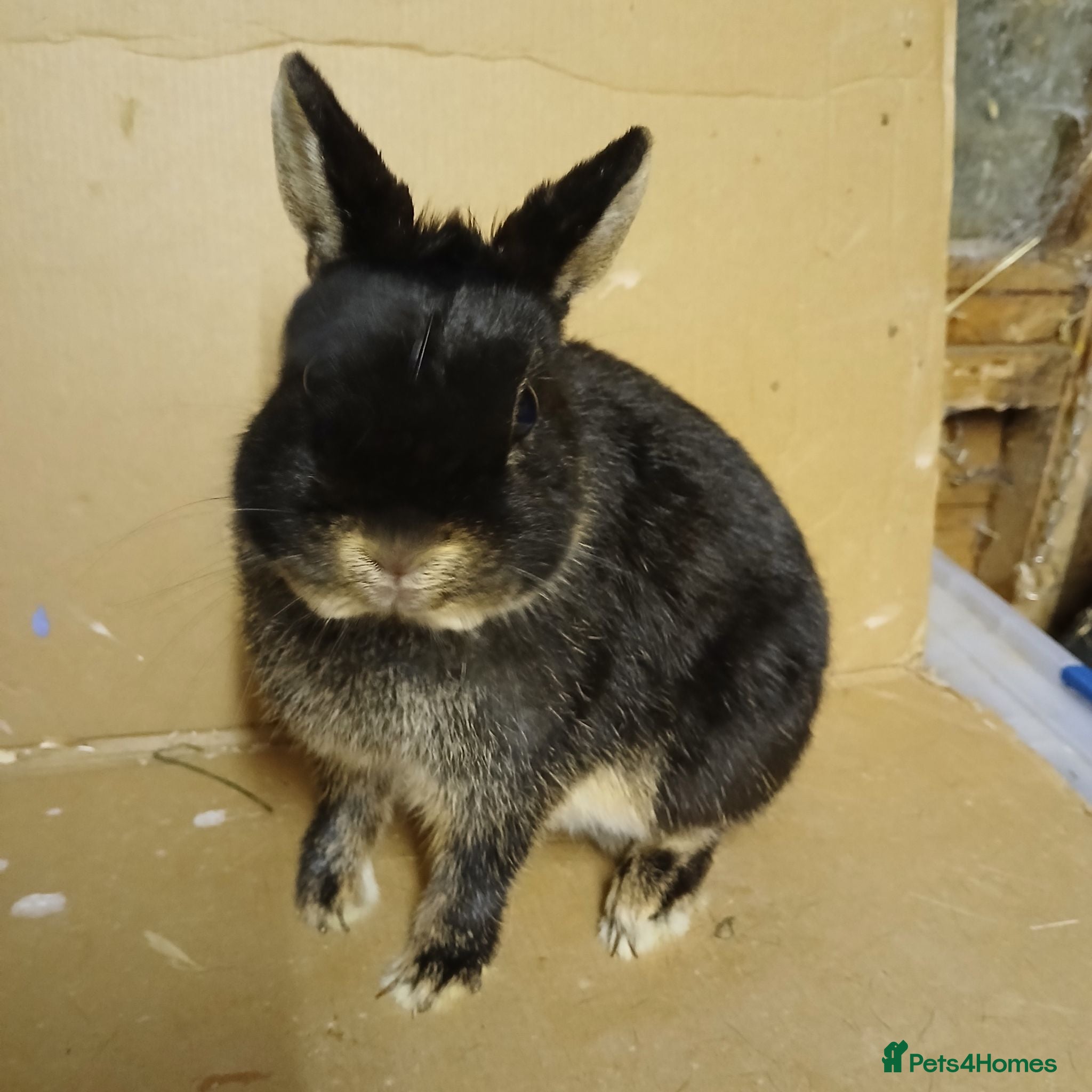 Netherland Dwarf rabbits Young Netherland Dwarf buck available  - Advert 1