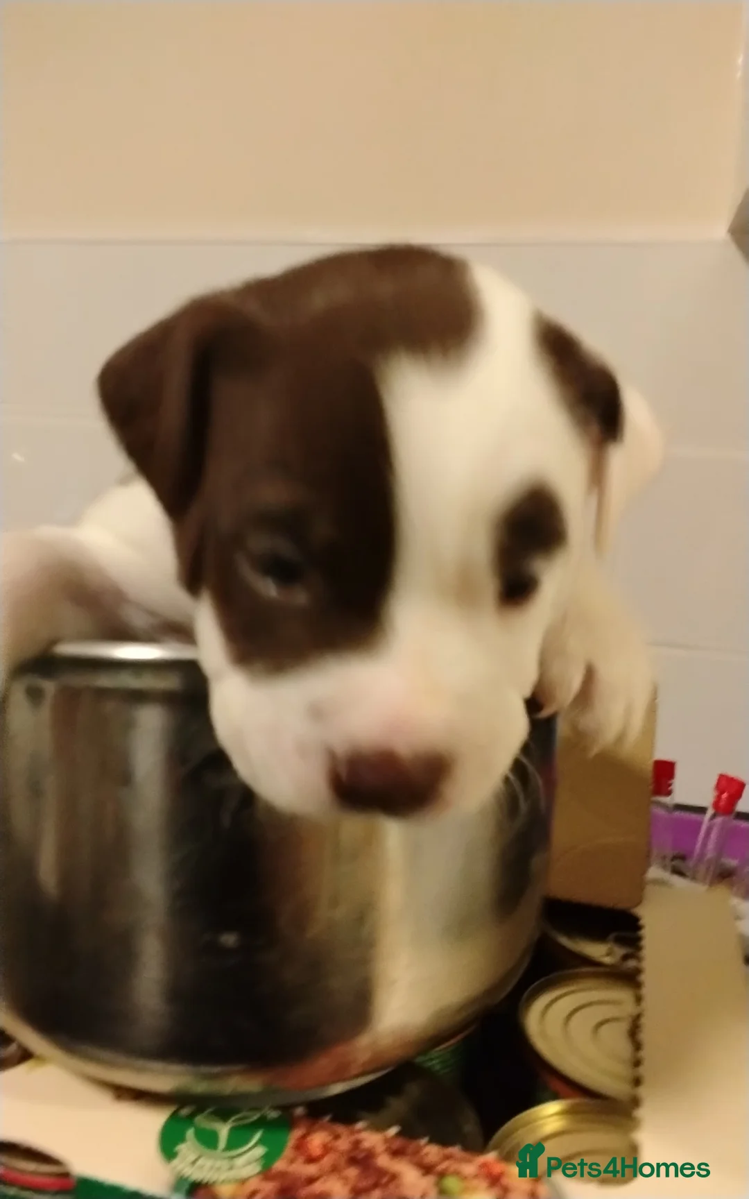 Mixed Breed dogs for sale: English Bulldog x border collie (bull collie) - Advert 14