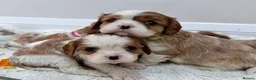 Cavalier King Charles Spaniel dogs for sale: 7 adorable KC registered puppies  - Advert 5