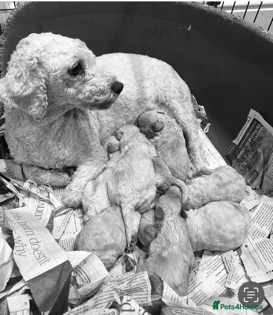 Bichon Frise dogs for sale: Beautiful Bichon Frise puppies - Image 7