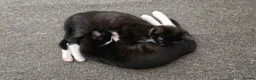 Mixed Breed cats for sale: Lovely kittens 🐈‍⬛ - Advert 2