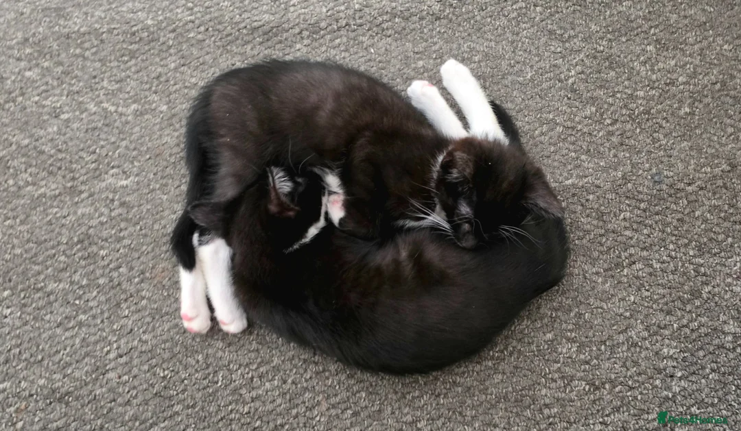 Mixed Breed cats for sale: Lovely kittens 🐈‍⬛ - Advert 2