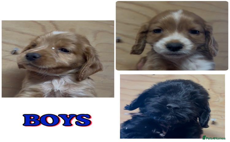 Cockapoo dogs - Advert 3