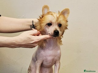 Chinese Crested dogs hl boy £1800 - Advert 1