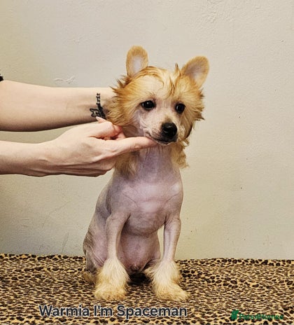 Chinese Crested dogs hl boy £1800 - Advert 1