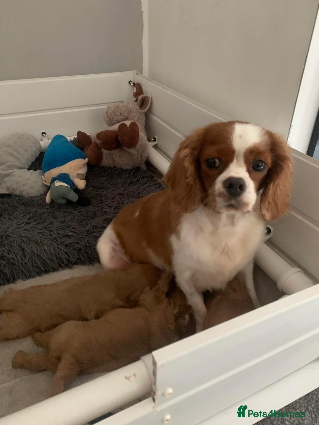 Cavalier King Charles Spaniel dogs for sale: Kc reg ruby cavalier boys available  - Image 8