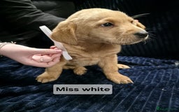 Labrador Retriever dogs for sale: Golden Labrador puppies  - Image 10