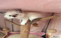 Ragdoll cats for sale: Tica European Ragdoll kittens  - Image 11