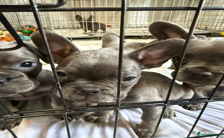 French Bulldog dogs - Advert 15