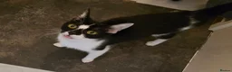 Mixed Breed cats for sale: Kittens looking for happy families  - Advert 11