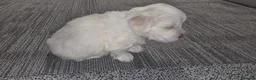 Maltese dogs for sale: Maltese puppies - Advert 15