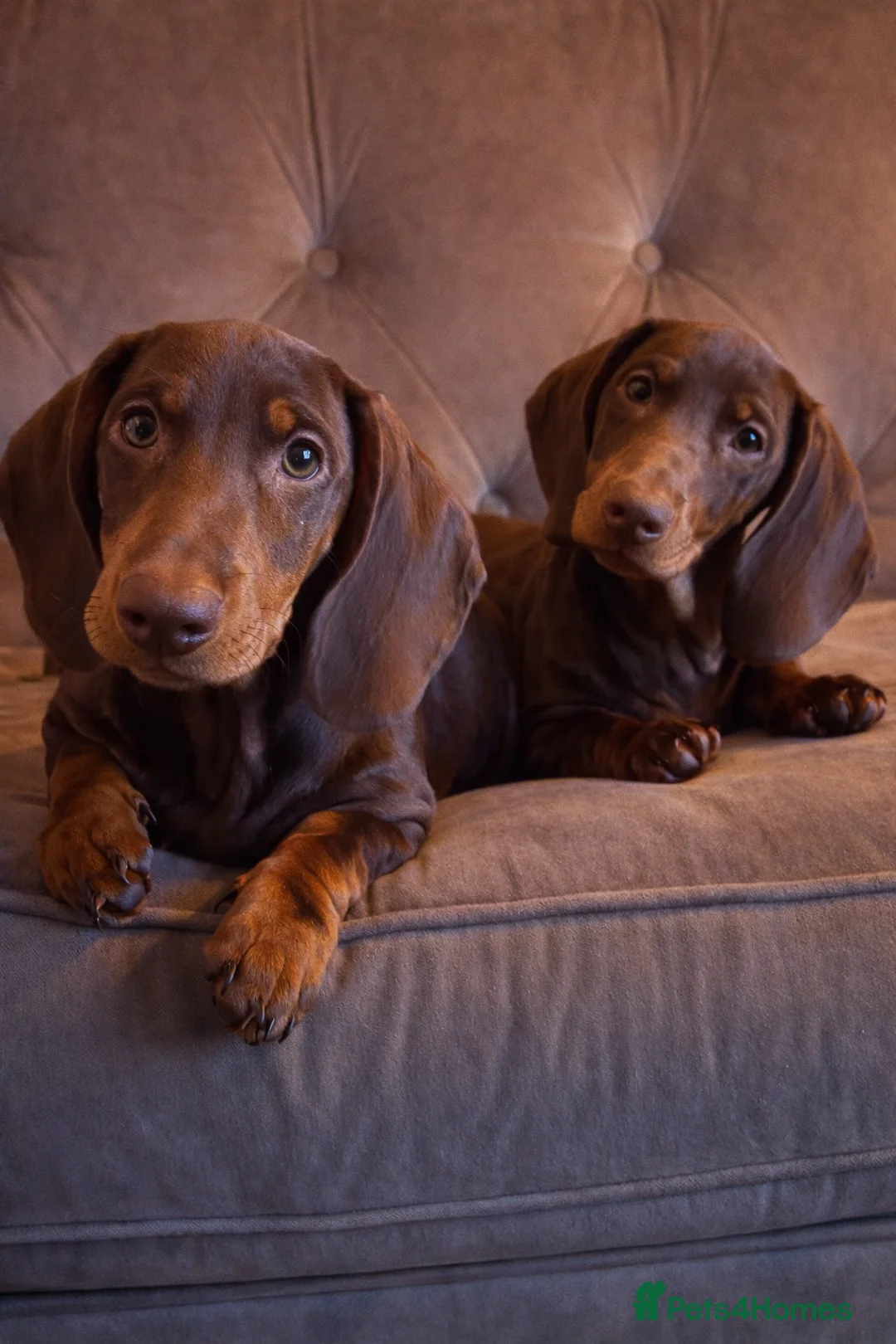 Dachshund dogs for sale: Standard dachshund puppies - Advert 2